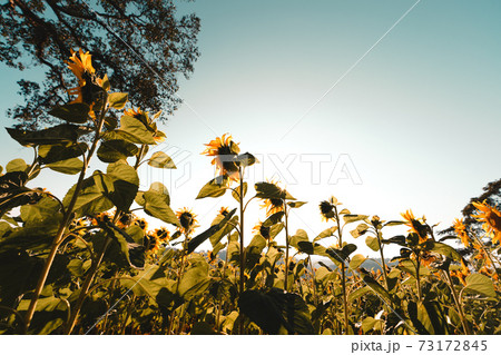 Sunflower field in the morning on the mountain Sunflower field in the morning on the mountain 73172845