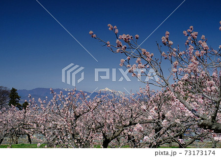 あんずの里 73173174