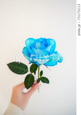 女性が手に持つ1本の青薔薇の写真素材 [73173213] - PIXTA