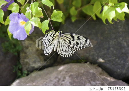 オオゴマダラが紫色の花の蜜を吸っています。 73173305