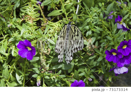 オオゴマダラが紫色の花の蜜を吸っています。 73173314