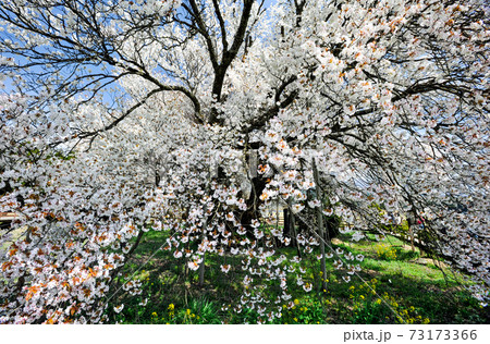阿蘇に咲く桜の花と根子岳の風景 73173366