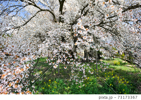 阿蘇に咲く桜の花と根子岳の風景 阿蘇に咲く桜の花と根子岳の風景 73173367