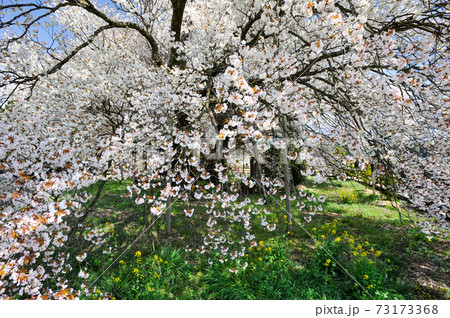 阿蘇に咲く桜の花と根子岳の風景 阿蘇に咲く桜の花と根子岳の風景 73173368