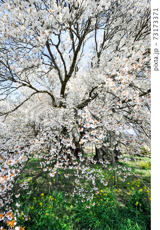 阿蘇に咲く桜の花と根子岳の風景 73173371