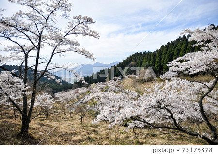 阿蘇に咲く桜の花と根子岳の風景 阿蘇に咲く桜の花と根子岳の風景 73173378