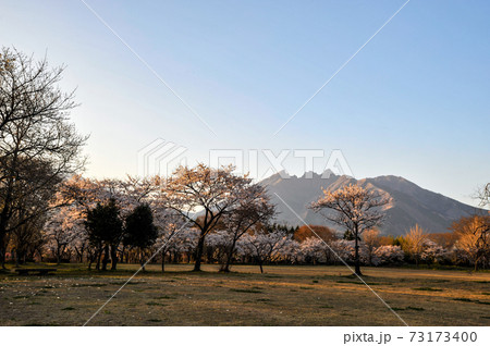 阿蘇に咲く桜の花と根子岳の風景 73173400