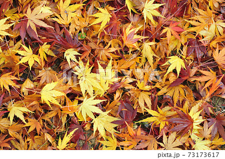落ち葉の季節 紅葉の葉の写真素材