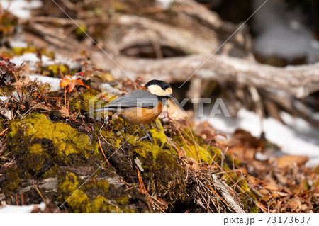 冬山で越冬する可愛いヤマガラ 73173637