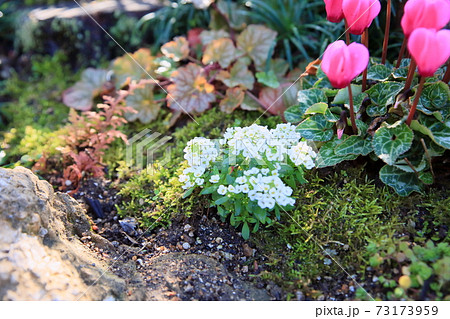 アリッサムの花 アリッサムの花 73173959