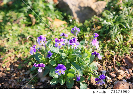 ビオラの花 ビオラの花 73173960