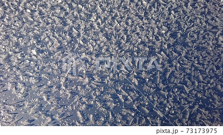 車のボンネントについたフラストフラワー 73173975