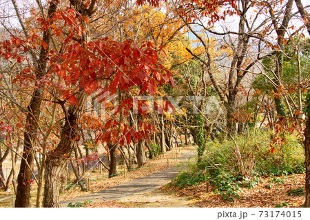 秋の散歩道 【公式通販】