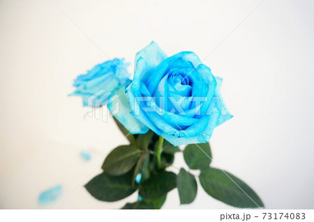 二輪の青い薔薇の写真素材 [73174083] - PIXTA