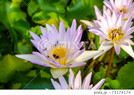 Pink lotus water lily with bee Pink lotus water lily with bee 73174174