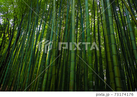 Green bamboo forest with sun light in morning 73174176