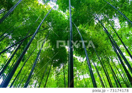 Green bamboo forest with sun light in morning 73174178