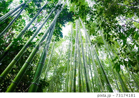 Green bamboo forest with sun light in morning 73174181