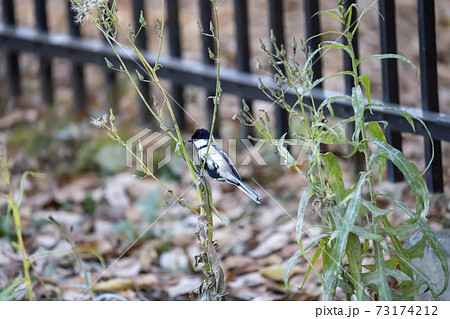 雑草に留まってエサを探す四十雀(シジュウカラ) 73174212