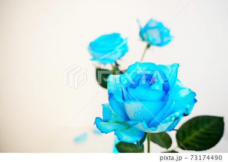 3本の青い薔薇 73174490