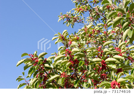 クロガネモチ 73174616