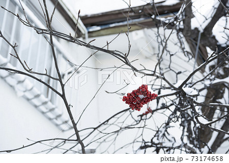 ピラカンサスの木に赤い実がついたまま雪がつもってる風景 ピラカンサスの木に赤い実がついたまま雪がつもってる風景 73174658