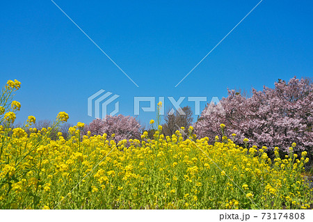 芦花公園(蘆花恒春園)の菜の花畑と高遠小彼岸桜 芦花公園(蘆花恒春園)の菜の花畑と高遠小彼岸桜 73174808