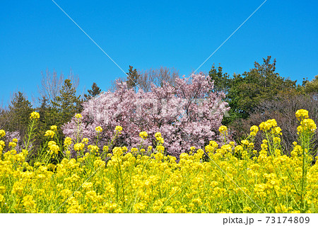 芦花公園(蘆花恒春園)の菜の花畑と高遠小彼岸桜 芦花公園(蘆花恒春園)の菜の花畑と高遠小彼岸桜 73174809