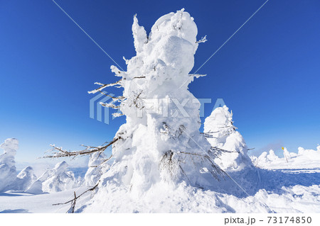 山形蔵王の樹氷と青空 山形県山形市 山形蔵王の樹氷と青空 山形県山形市 73174850