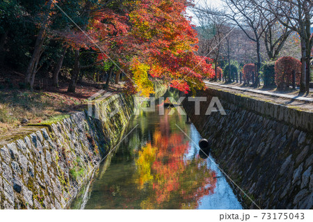 京都　哲学の道の紅葉　　 73175043