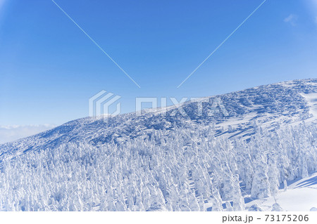 山形蔵王の樹氷と青空 山形県山形市 山形蔵王の樹氷と青空 山形県山形市 73175206