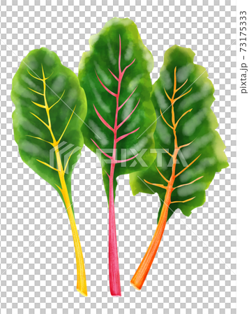 水彩插圖瑞士甜菜 73175333