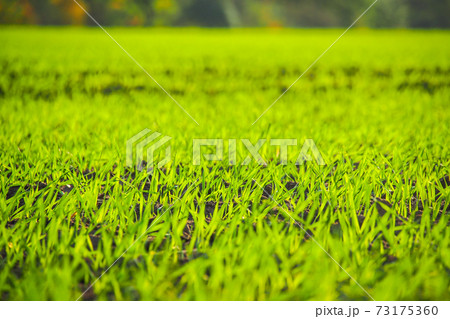Bright green field of young wheat in autumn, selective focus 73175360