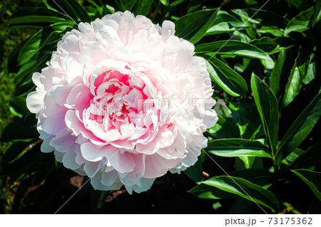 White peonies blooming in the garden 73175362