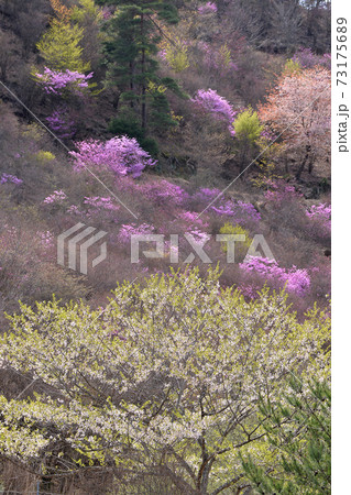 京都 南丹 るり渓高原のツツジと桜 京都府南丹市の写真素材