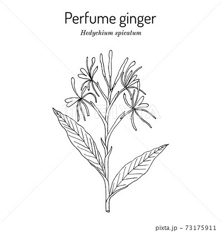 Ginger flower online perfume