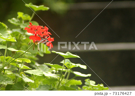 赤い小さな花をつけた植物の写真素材