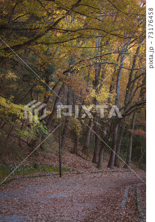 錦秋の森と小径 73176458