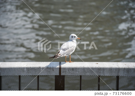 Seagull on railing near the river Seagull on railing near the river 73176600