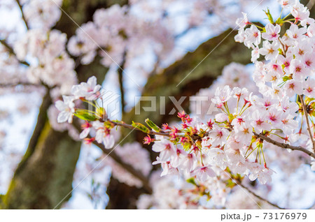 石川県・金沢城の春を彩る満開の桜 石川県・金沢城の春を彩る満開の桜 73176979