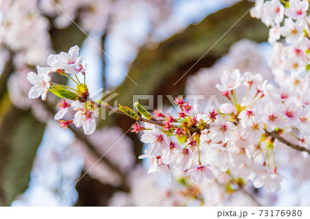 石川県・金沢城の春を彩る満開の桜 石川県・金沢城の春を彩る満開の桜 73176980