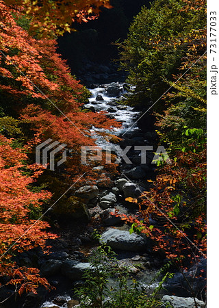 渓谷の秋 徳島県美馬郡つるぎ町一宇 の写真素材 73177033 Pixta