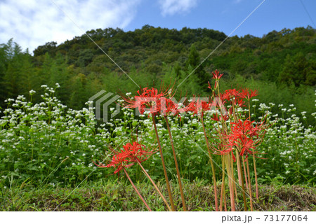 彼岸花と蕎麦花咲く里山1 香川県綾歌郡綾川町枌所西 の写真素材