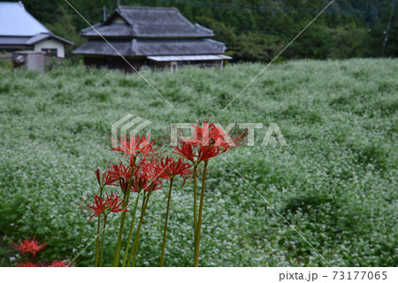 彼岸花と蕎麦花咲く里山2 香川県綾歌郡綾川町枌所西 の写真素材