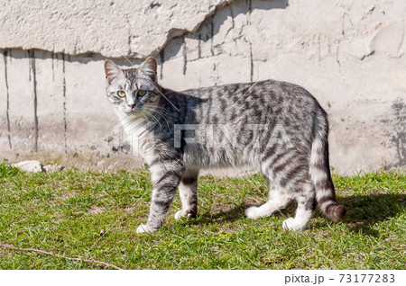 Homeless beautiful young cat sits near the wall. 73177283