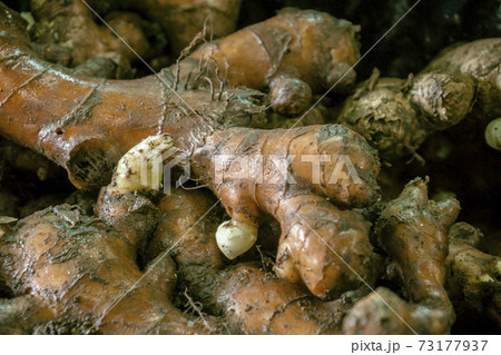 Fresh organic ginger on fresh market in thailand 73177937