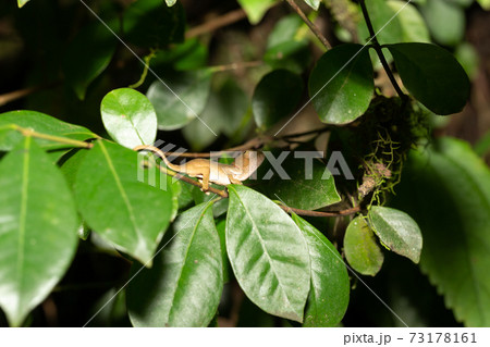 Colorful chameleon in a close-up in the rainforest in Madagascar 73178161