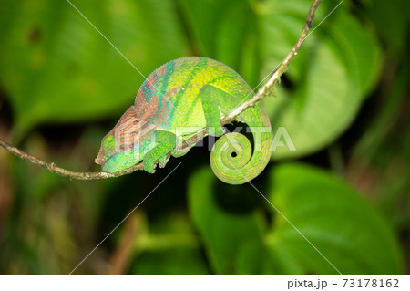 Colorful chameleon in a close-up in the rainforest in Madagascar 73178162
