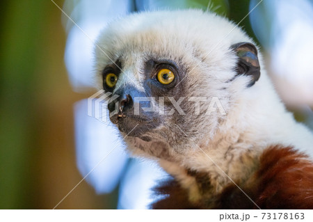 The Coquerel Sifaka in its natural environment in a national park on the island of Madagascar 73178163