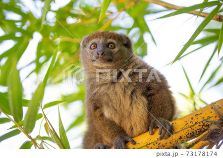 A bamboo lemur sits on a branch and watches the visitors to the national park 73178174